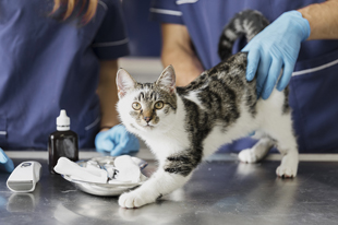 vet examining a cat